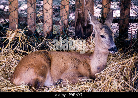paille bambi