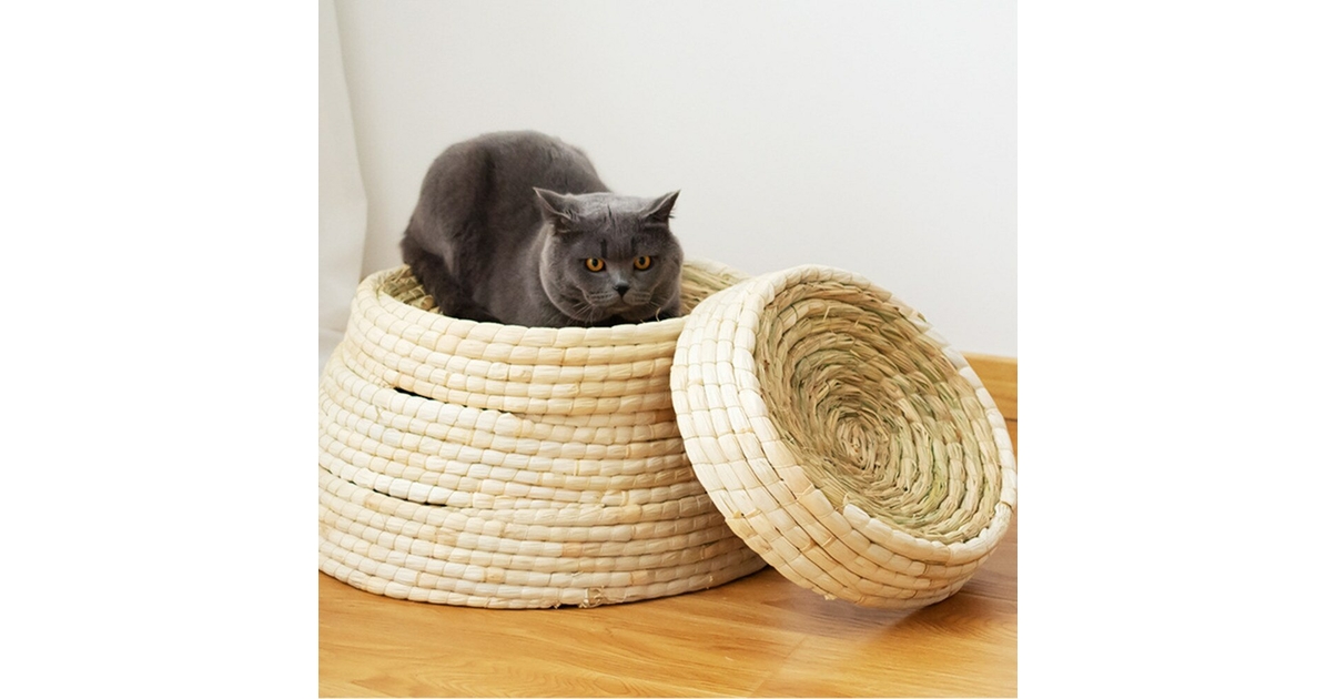 paille chat